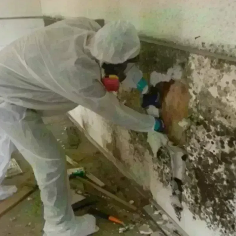 Mold Remediation and Removal in Herington, KS